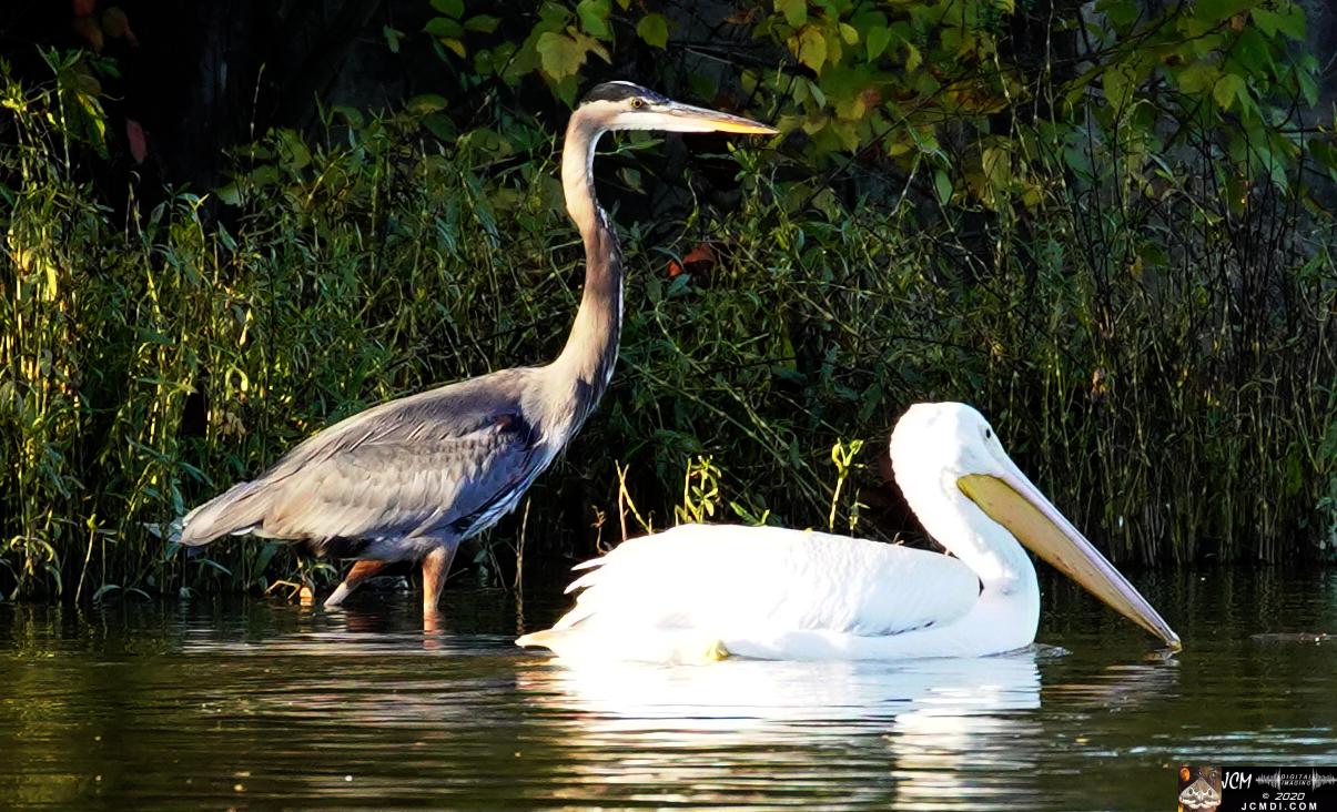 20201030 Old Hickory Lake TN Pelicans